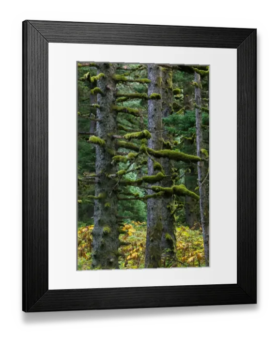 Framed Print : USA-ALASKA-SOUTHWEST-KODIAK ISLAND-Kodiak: Pacifc Fir Trees & Moss Framed Print : USA-ALASKA-SOUTHWEST-KODIAK ISLAND-Kodiak: Pacifc Fir Trees & Moss