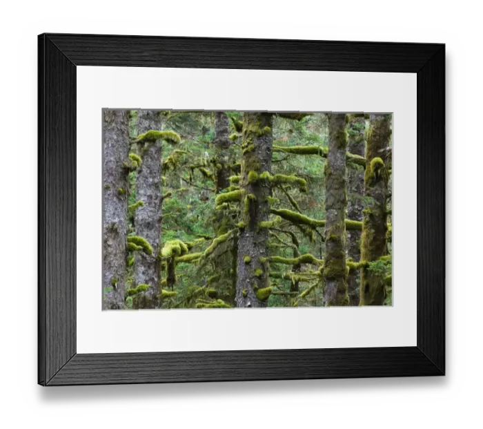 Framed Print : USA-ALASKA-SOUTHWEST-KODIAK ISLAND-Kodiak: Pacifc Fir Trees & Moss Framed Print : USA-ALASKA-SOUTHWEST-KODIAK ISLAND-Kodiak: Pacifc Fir Trees & Moss