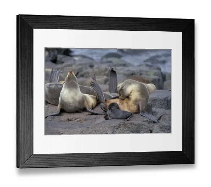 Framed Print : N. A. USA, Alaska, St. Paul Island. Northern fur seals (Callorhinus ursinus) Framed Print : N. A. USA, Alaska, St. Paul Island. Northern fur seals (Callorhinus ursinus)