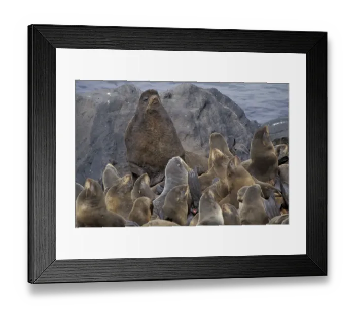 Framed Print : N. A. USA, Alaska, St. Paul Island. Northern fur seals (Callorhinus ursinus)