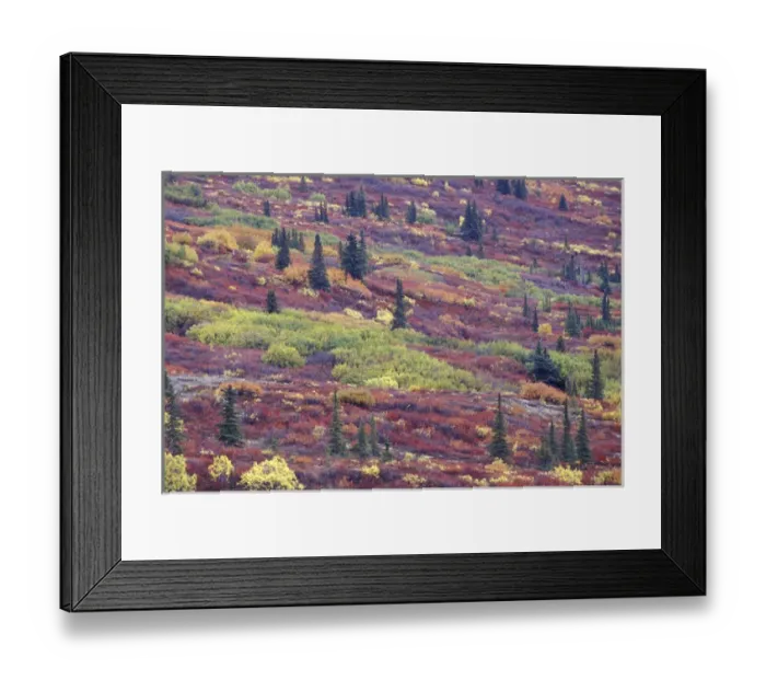 Framed Print : NA, USA, Alaska Autumn colors along the Old Denali Highway, near Paxson