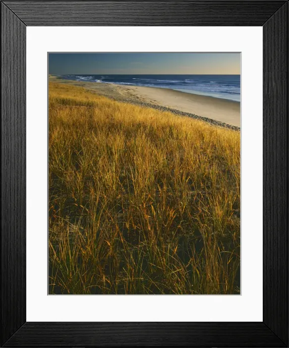 Framed Print : USA, Virginia, Assateague Island National Seashore Framed Print : USA, Virginia, Assateague Island National Seashore