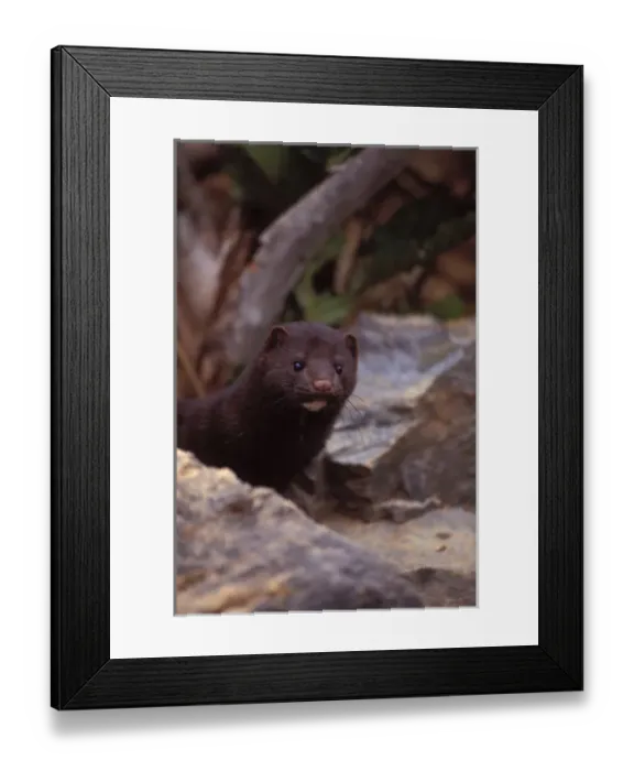 Framed Print : mink, Mustela vison, peaks out from under a log, Takshanuk mountains, northern southeast Framed Print : mink, Mustela vison, peaks out from under a log, Takshanuk mountains, northern southeast
