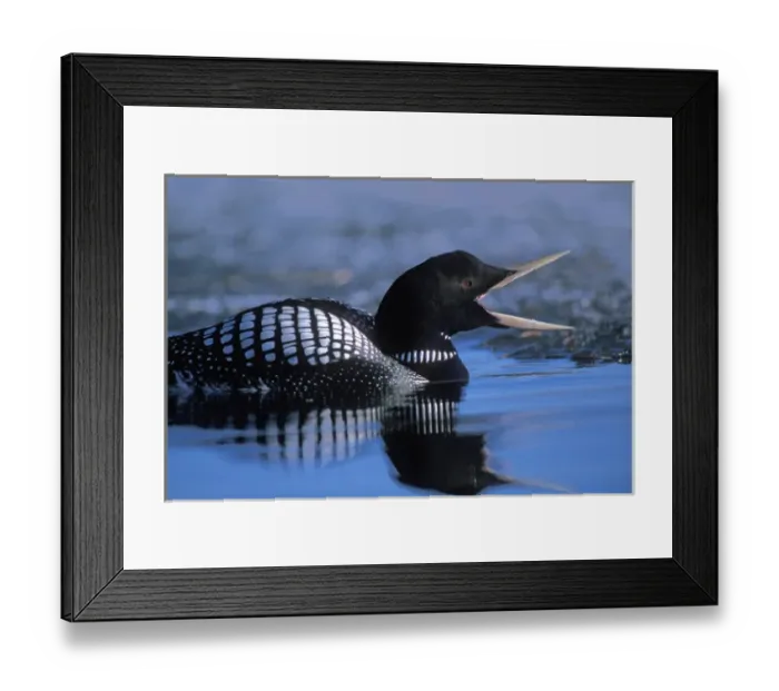 Framed Print : yellow-billed loon, Gavia adamsii, largest of the five loon species, swims on a lake