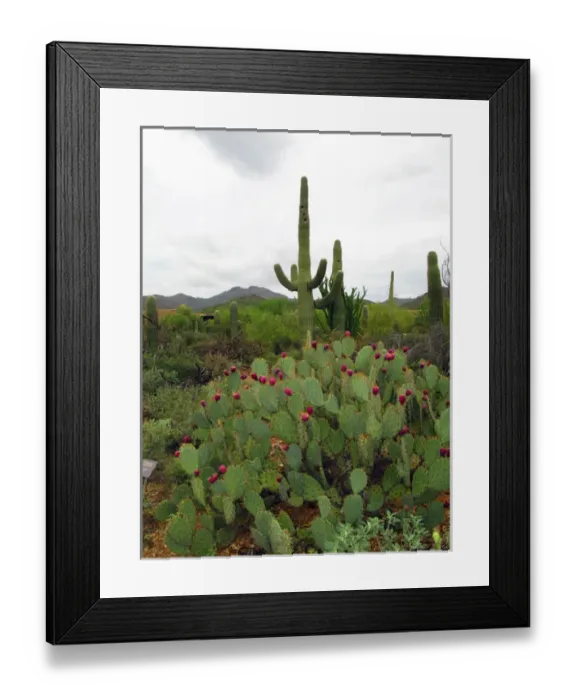 Framed Print : Saguaro Cactus (Carnegiea gigantea)
