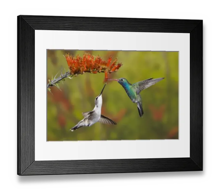 Framed Print : USA, Arizona, Sonoran Desert. A male broad-billed hummingbird shares an ocotillo Framed Print : USA, Arizona, Sonoran Desert. A male broad-billed hummingbird shares an ocotillo