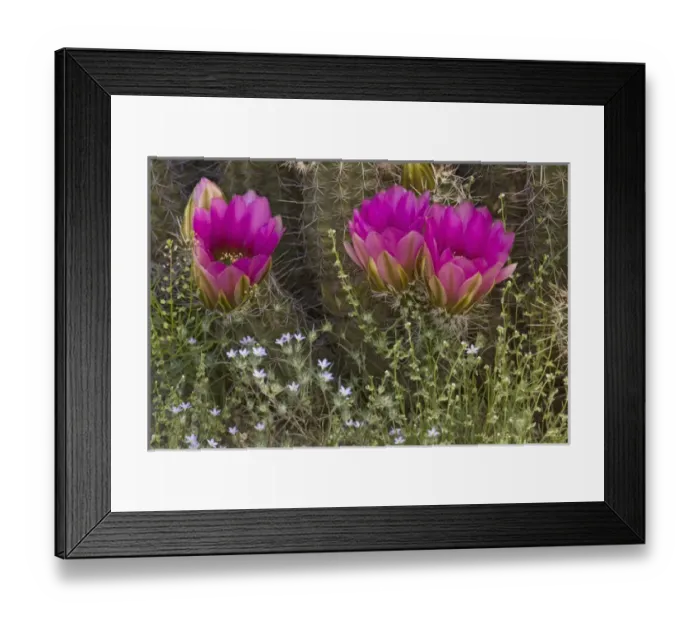 Framed Print : USA, Arizona, Tucson. Close-up of hedgehog cactus in bloom. Credit as: Don Grall Framed Print : USA, Arizona, Tucson. Close-up of hedgehog cactus in bloom. Credit as: Don Grall