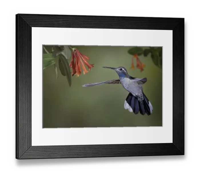 Framed Print : USA, Arizona. A blue-throated hummingbird hovering by some Honeysuckle blooms. Credit as Framed Print : USA, Arizona. A blue-throated hummingbird hovering by some Honeysuckle blooms. Credit as