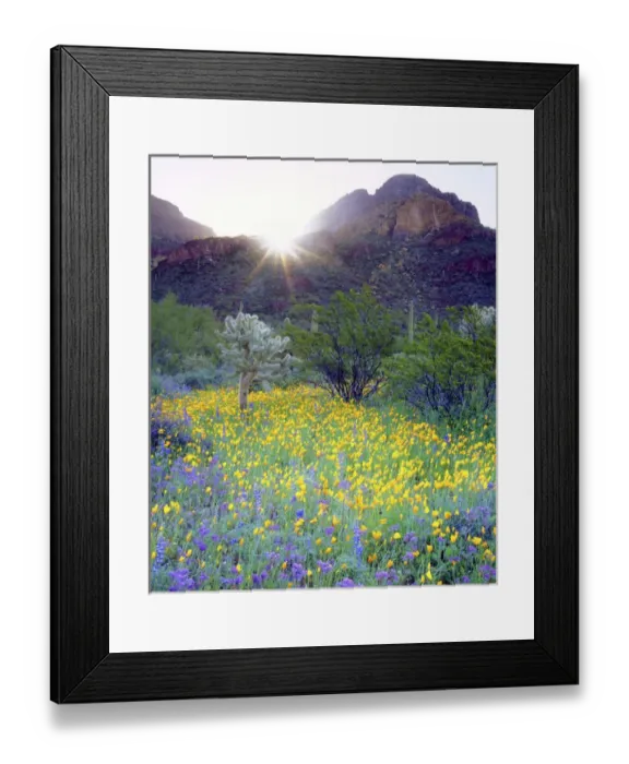 Framed Print : USA, Arizona, Organ Pipe Cactus National Monument. Wildlfowers and cacti at sunrise Framed Print : USA, Arizona, Organ Pipe Cactus National Monument. Wildlfowers and cacti at sunrise