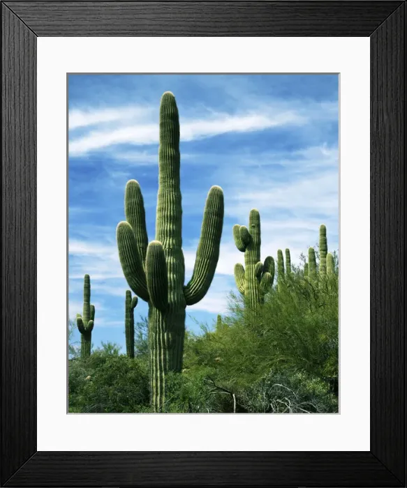 Framed Print : USA, Arizona, Saguaro National Park, Saguaro cacti Framed Print : USA, Arizona, Saguaro National Park, Saguaro cacti