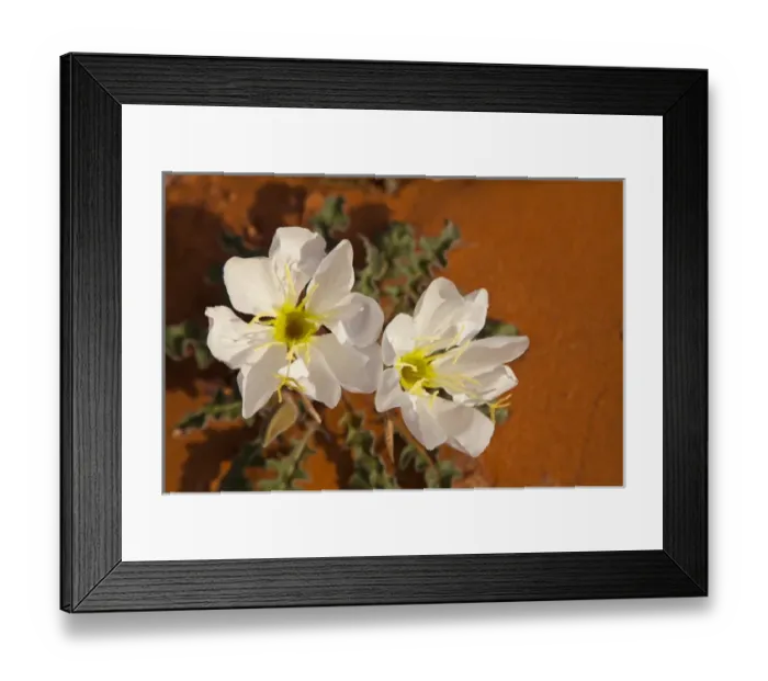Framed Print : Birdcage Evening Primrose near Page, Arizona, USA