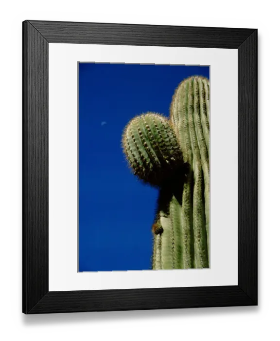 Framed Print : North America, USA, Arizona, Phoenix. Desert Botanical Garden, giant saguaro cactus Framed Print : North America, USA, Arizona, Phoenix. Desert Botanical Garden, giant saguaro cactus