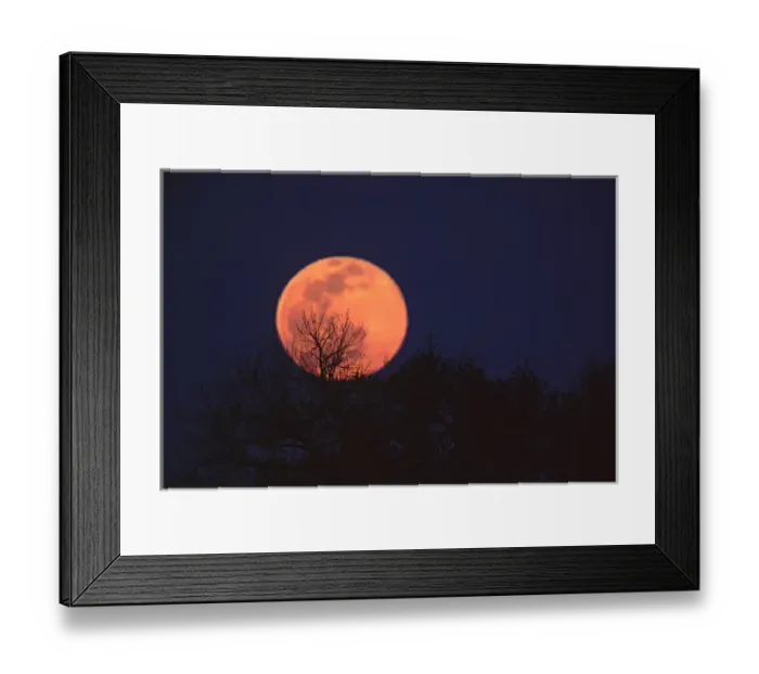 Framed Print : USA, Hawaii, Big Island, Underwater view of small endangered Green Turtle (Chelonia Framed Print : USA, Hawaii, Big Island, Underwater view of small endangered Green Turtle (Chelonia