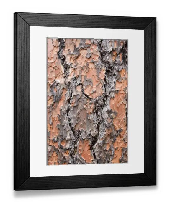 Framed Print : Texture and patterns in closeup of tree near Sedona, AZ