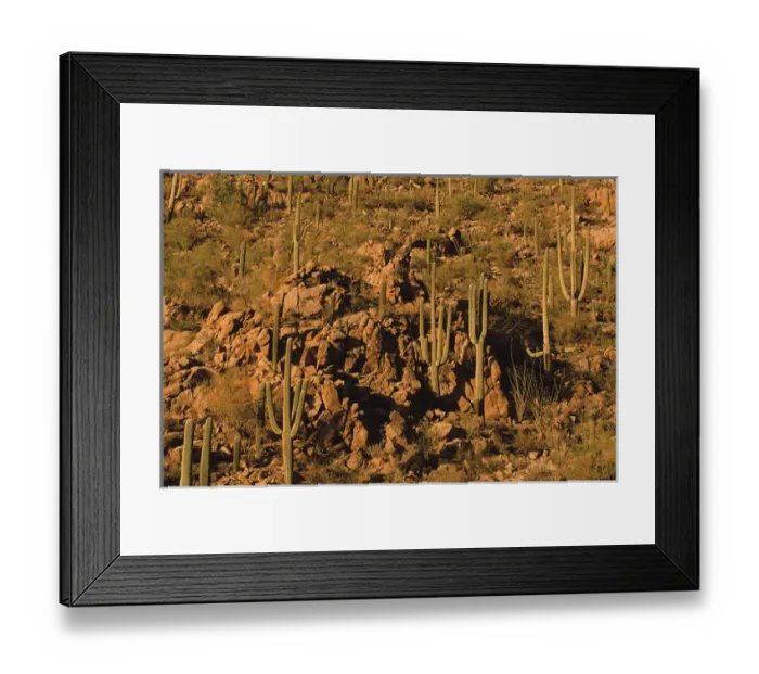 Framed Print : Saguaro National Park, Arizona, Saguaro Cactus, Sonoran Desert, Carnegiea gigantea Framed Print : Saguaro National Park, Arizona, Saguaro Cactus, Sonoran Desert, Carnegiea gigantea