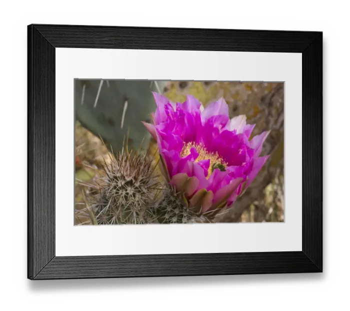 Framed Print : Strawberry Hedgehog Flower, Enchinocereus engelmannii, Sonoran Desert, High Desert Park Framed Print : Strawberry Hedgehog Flower, Enchinocereus engelmannii, Sonoran Desert, High Desert Park
