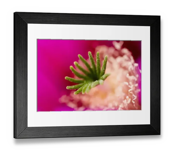 Framed Print : Strawberry hedgehog, Enchinocereus engelmannii, Sonoran Desert, High Desert Park