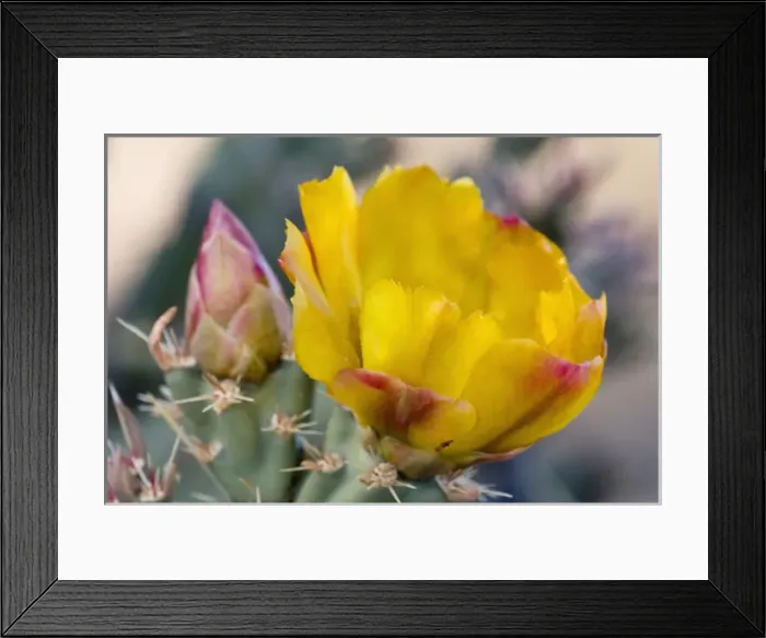 Framed Print : Buckhorn Cholla Cactus Flower, Cylindropuntia acanthocarpa, Sonoran Desert, Bureau Framed Print : Buckhorn Cholla Cactus Flower, Cylindropuntia acanthocarpa, Sonoran Desert, Bureau
