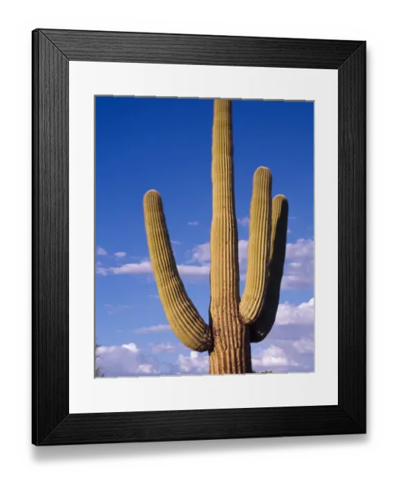Framed Print : Giant Saguaro cactus against an evening sky in Organ Pipe Cactus Nat l Park, AZ Framed Print : Giant Saguaro cactus against an evening sky in Organ Pipe Cactus Nat l Park, AZ