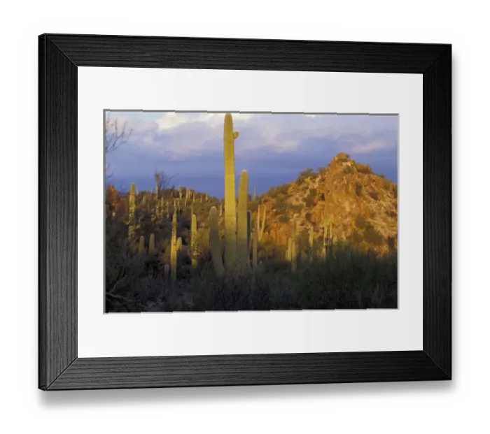 Framed Print : USA, Arizona, Sonora Desert Framed Print : USA, Arizona, Sonora Desert