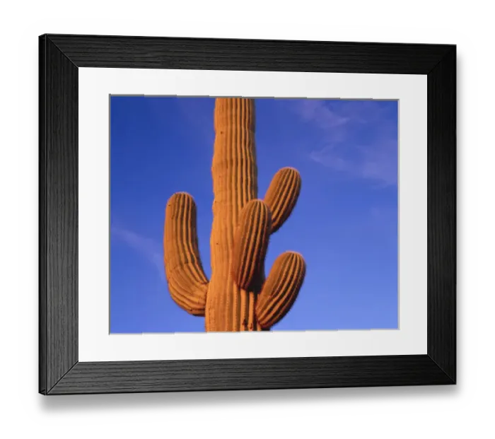 Framed Print : Multi armed saguaro cactus against a blue sky in the evening, Organ Pipe Cactus Nat l Monument Framed Print : Multi armed saguaro cactus against a blue sky in the evening, Organ Pipe Cactus Nat l Monument