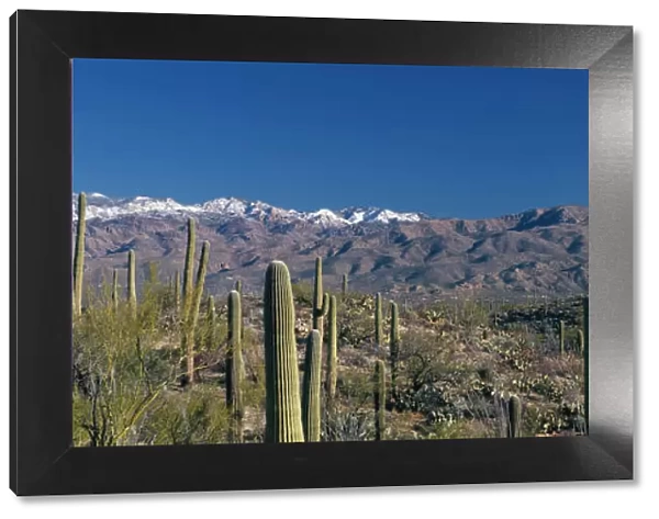 Giant Saguaro cacti growing in Saguaro Nat l Park, with the snow capped Catalina Mtns