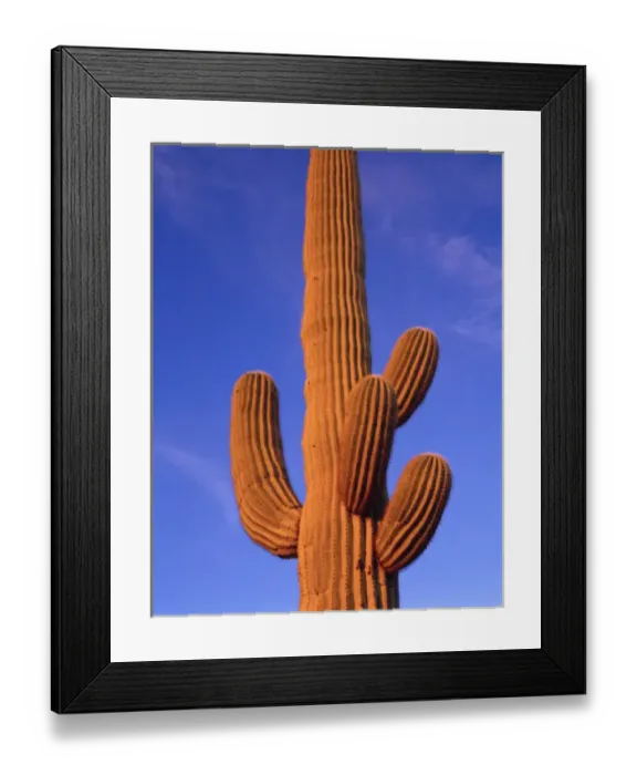 Framed Print : Multi armed Giant Saguaro cactus against a blue evening sky, Organ Pipe Cactus Nat l Monument