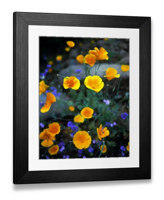 Framed Print : Phacelia, Phlox, and Mexican Gold Poppy, Cave Creek area, Tonto National Forest, Arizona Framed Print : Phacelia, Phlox, and Mexican Gold Poppy, Cave Creek area, Tonto National Forest, Arizona