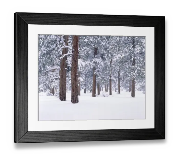 Framed Print : Snow covered Ponderosa forest on the South Rim of the Grand Canyon Nat l Park, AZ