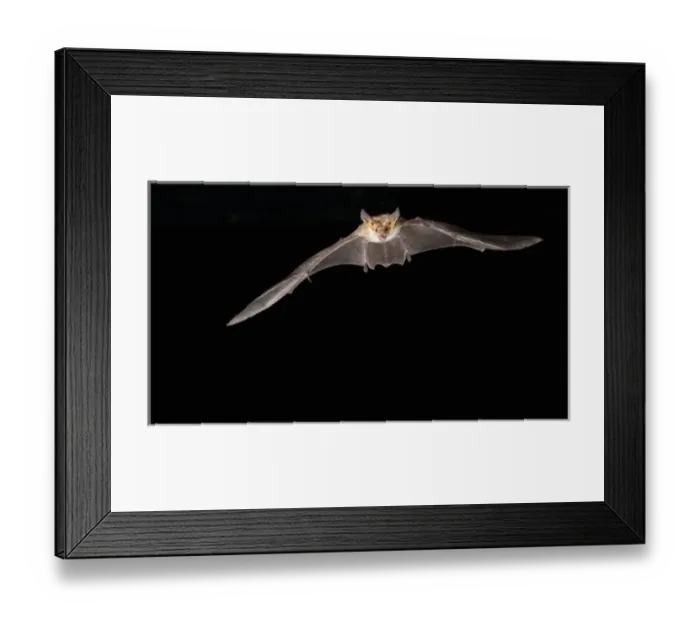 Framed Print : southern Arizona, USA, Pallid Bat, Antrozous pallidus. In flight, searching for