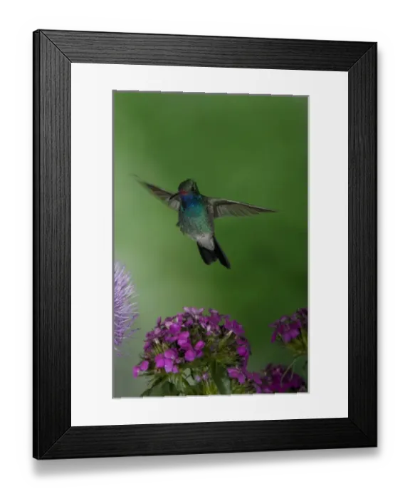 Framed Print : Broad-billed Humingbird male, Arizona, USA Framed Print : Broad-billed Humingbird male, Arizona, USA