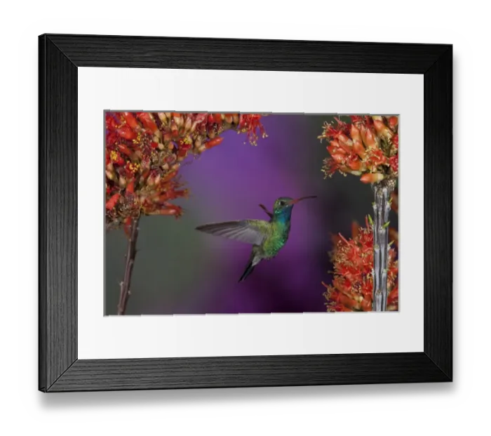 Framed Print : Broad-billed Humingbird, Cynanthus latirostris, male, Arizona, USA Framed Print : Broad-billed Humingbird, Cynanthus latirostris, male, Arizona, USA