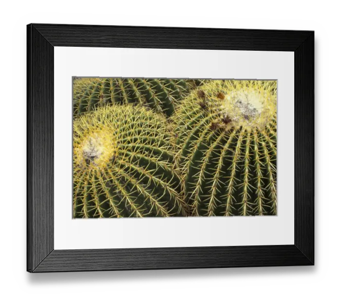 Framed Print : NA, USA, Arizona, San Xavier. Golden Barrel cactus
