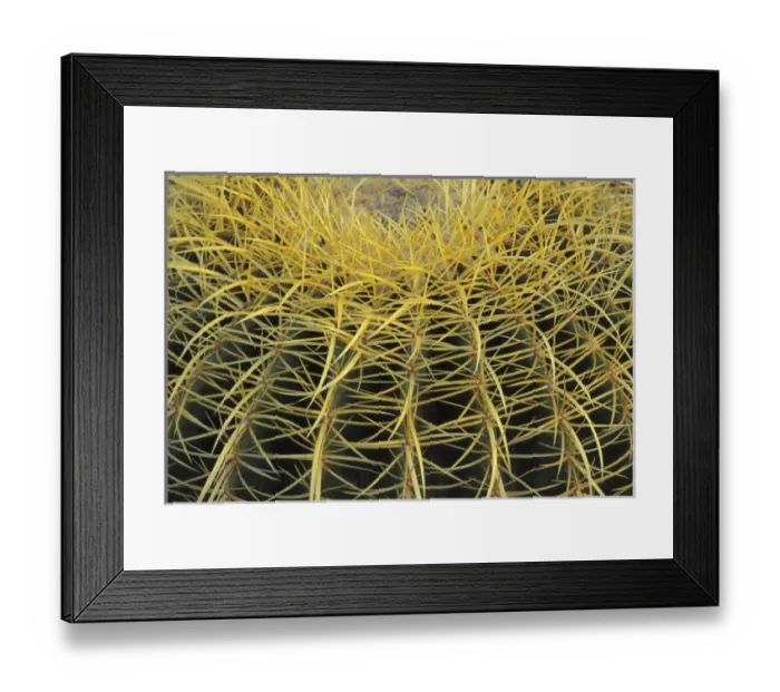 Framed Print : NA, USA, Arizona, San Xavier. Golden Barrel cactus