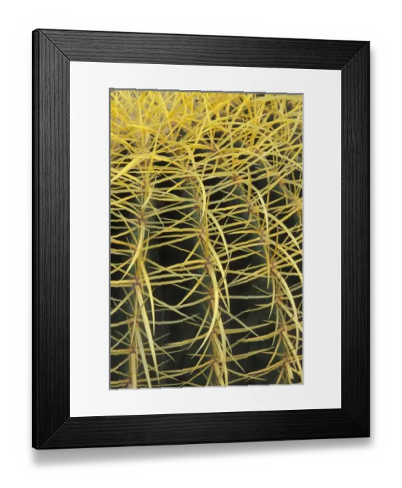 Framed Print : NA, USA, Arizona, San Xavier. Golden Barrel cactus