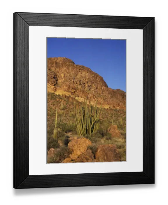 Framed Print : NA, USA, Arizona. Organ Pipe Cactus National Monument. Organ Pipe forest with saguaro Framed Print : NA, USA, Arizona. Organ Pipe Cactus National Monument. Organ Pipe forest with saguaro