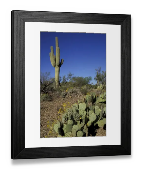 Framed Print : NA, USA, Arizona. Saguaro National Park. Saguaro cactus with flowering brittlebrush Framed Print : NA, USA, Arizona. Saguaro National Park. Saguaro cactus with flowering brittlebrush