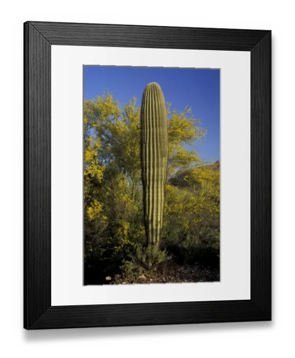 Framed Print : NA, USA, Arizona. Organ Pipe Cactus National Monument. Saguaro cactus Framed Print : NA, USA, Arizona. Organ Pipe Cactus National Monument. Saguaro cactus
