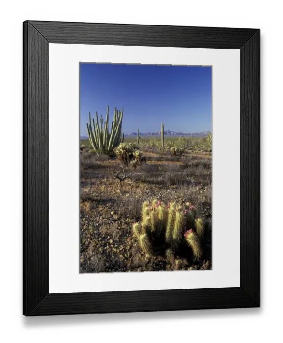 Framed Print : NA, USA, Arizona. Saguaro National Park. Flowering hedgehog cactus with organ pipe Framed Print : NA, USA, Arizona. Saguaro National Park. Flowering hedgehog cactus with organ pipe