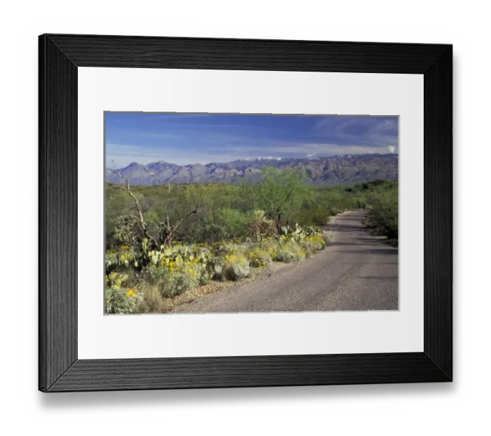Framed Print : NA, USA, Arizona. Saguaro National Park. Cactus Forest Drive road with flowering brittlebrush Framed Print : NA, USA, Arizona. Saguaro National Park. Cactus Forest Drive road with flowering brittlebrush
