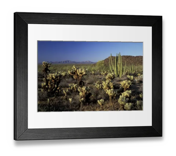 Framed Print : NA, USA, Arizona. Organ Pipe Cactus National Monument. Teddybear cholla and organ Framed Print : NA, USA, Arizona. Organ Pipe Cactus National Monument. Teddybear cholla and organ