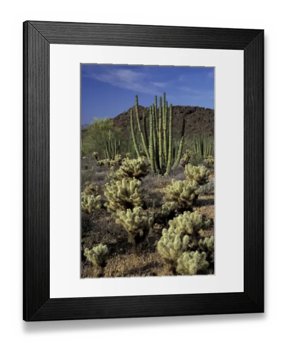 Framed Print : NA, USA, Arizona. Organ Pipe Cactus National Monument. Teddybear cholla and organ Framed Print : NA, USA, Arizona. Organ Pipe Cactus National Monument. Teddybear cholla and organ