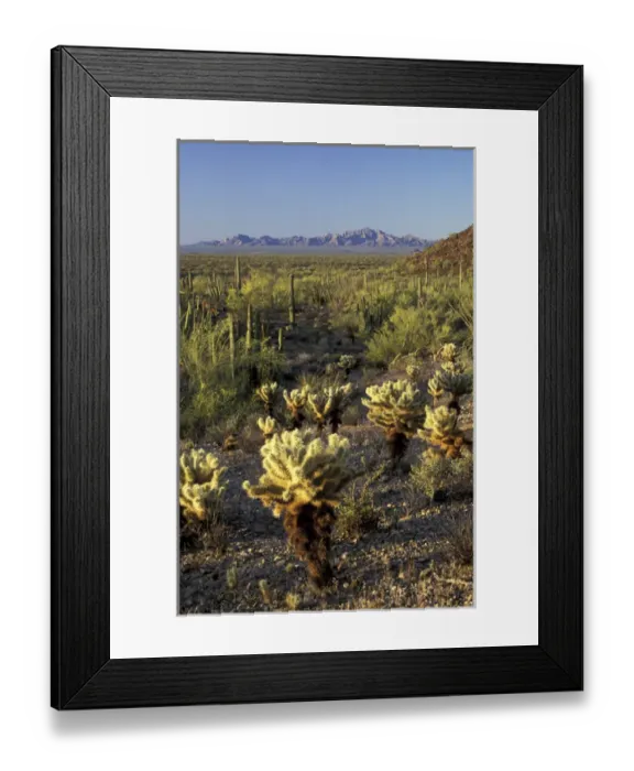 Framed Print : NA, USA, Arizona. Organ Pipe Cactus National Monument. Teddybear cholla and organ Framed Print : NA, USA, Arizona. Organ Pipe Cactus National Monument. Teddybear cholla and organ