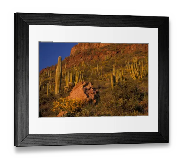 Framed Print : North America, USA, Arizona, Organ Pipe Cactus National Monument flowering Brittlebrush Framed Print : North America, USA, Arizona, Organ Pipe Cactus National Monument flowering Brittlebrush