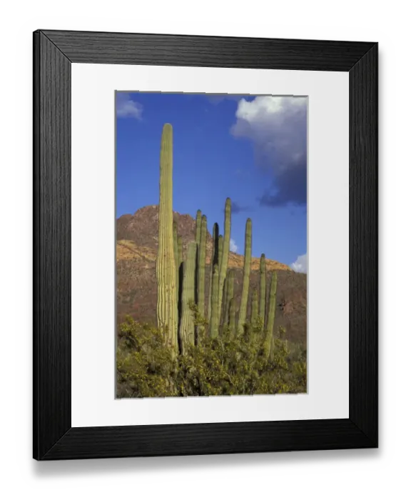 Framed Print : NA, USA, Arizona. Organ Pipe Cactus National Monument. Organ Pipe cactus