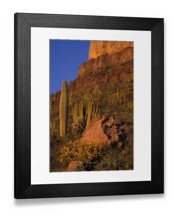 Framed Print : North America, USA, Arizona, Organ Pipe Cactus National Monument flowering Brittlebrush Framed Print : North America, USA, Arizona, Organ Pipe Cactus National Monument flowering Brittlebrush