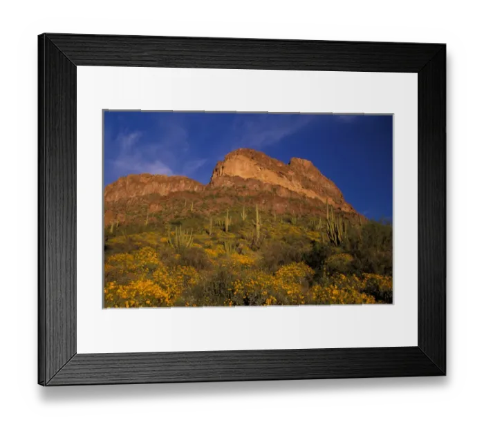 Framed Print : North America, USA, Arizona, Organ Pipe Cactus National Monument flowering Brittlebrush Framed Print : North America, USA, Arizona, Organ Pipe Cactus National Monument flowering Brittlebrush