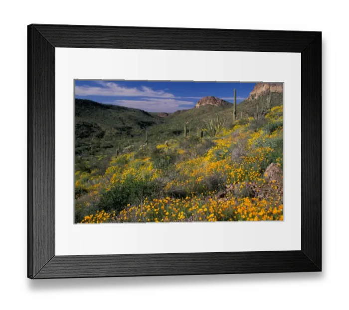 Framed Print : North America, USA, Arizona, Organ Pipe Cactus National Monument Mexican poppies Framed Print : North America, USA, Arizona, Organ Pipe Cactus National Monument Mexican poppies