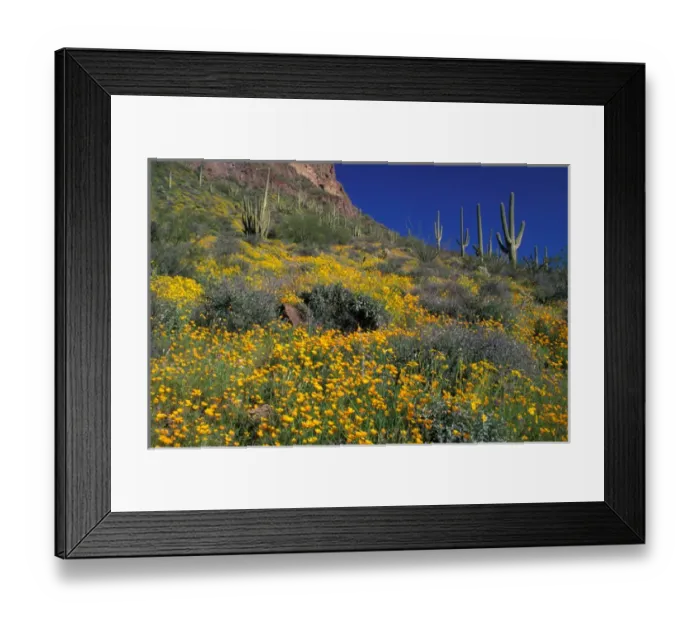Framed Print : North America, USA, Arizona, Organ Pipe Cactus National Monument flowering Brittlebrush Framed Print : North America, USA, Arizona, Organ Pipe Cactus National Monument flowering Brittlebrush