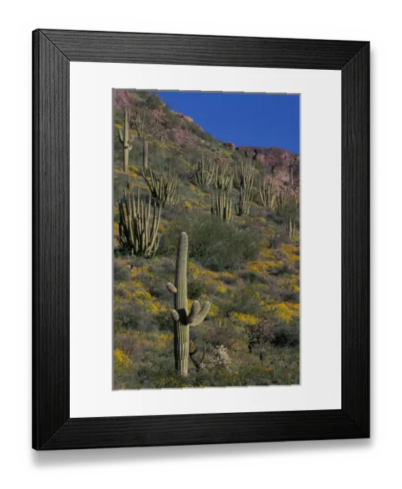 Framed Print : North America, USA, Arizona, Organ Pipe Cactus National Monument flowering Brittlebrush Framed Print : North America, USA, Arizona, Organ Pipe Cactus National Monument flowering Brittlebrush